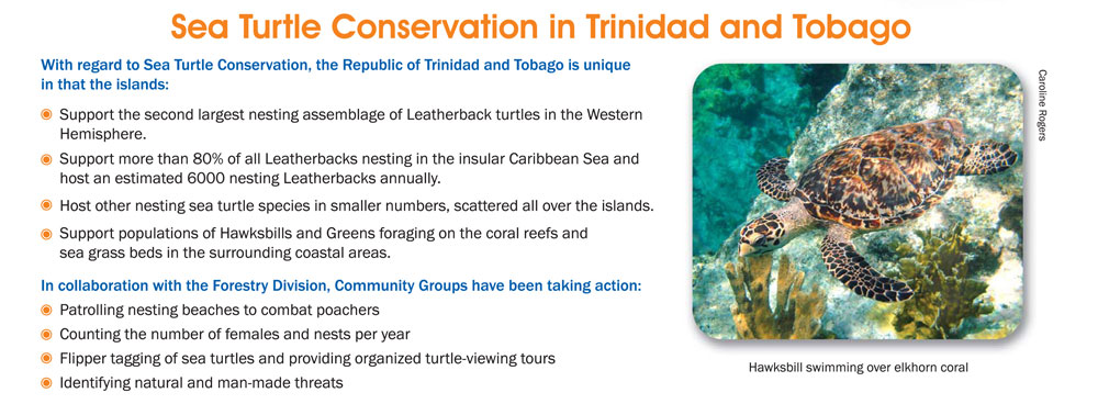 turtle-village-trust-general-sea-turtle-information